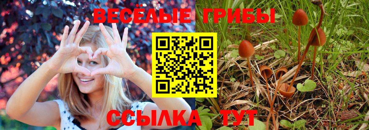 Псилоцибиновые грибы Psilocybe Белорецк